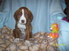 Dora
