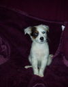 Patch
