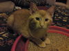 Tallulah