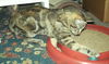Sheena