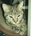 Sheena
