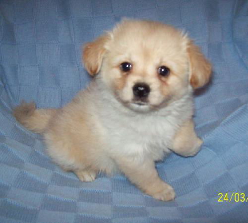 Teddy