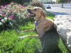 Sheba
