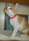 Newt