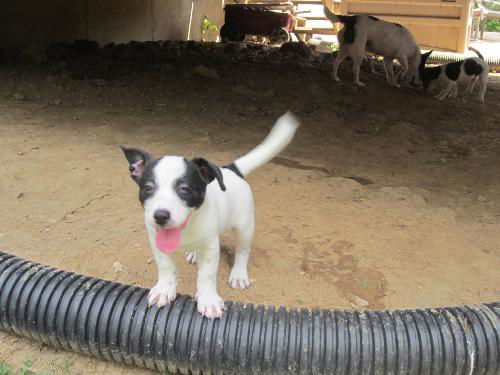 Dottie