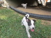 Dottie