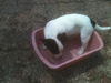 Dottie