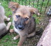 Talia