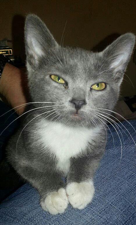 Daphne