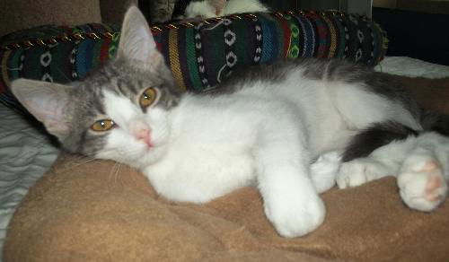 Izzy
