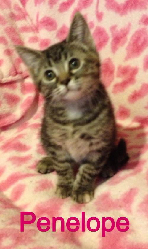 Penelope
