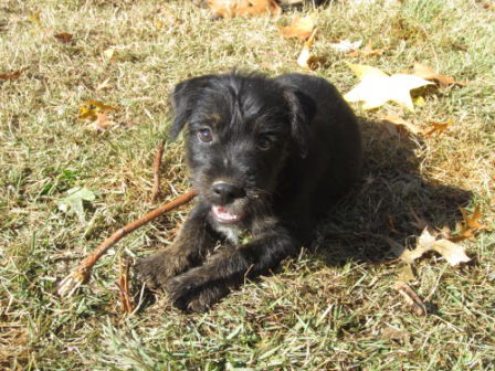 Winston