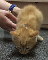 Taquito