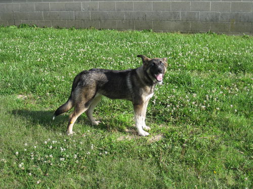 Willow