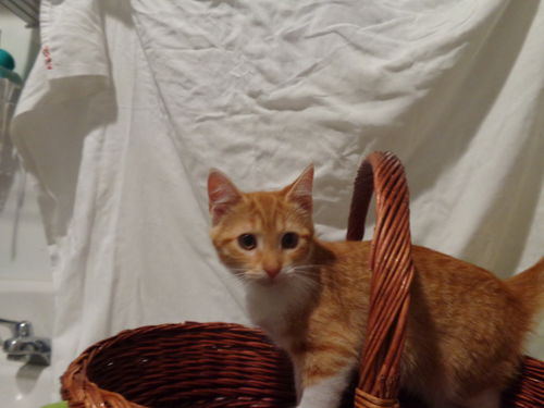 Zola
