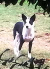 Dolly