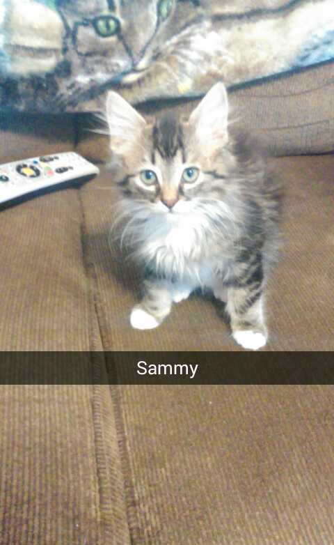 Sammy