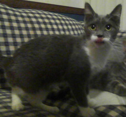 Tiddly Wink