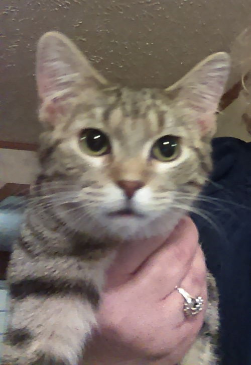 Whiskers