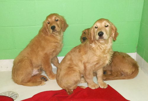 Golden Retriever Girls