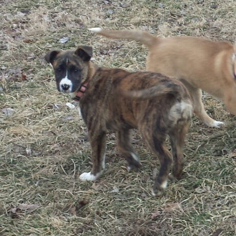 Dixie