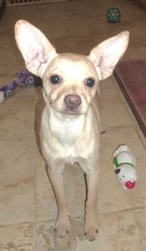 Peanut