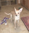 Peanut