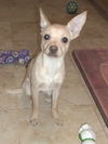 Peanut