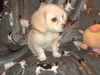 Doodlebug