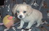 Doodlebug