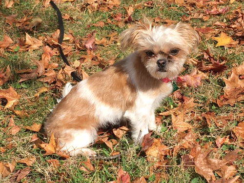 Izzy
