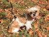 Izzy