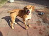 Winston