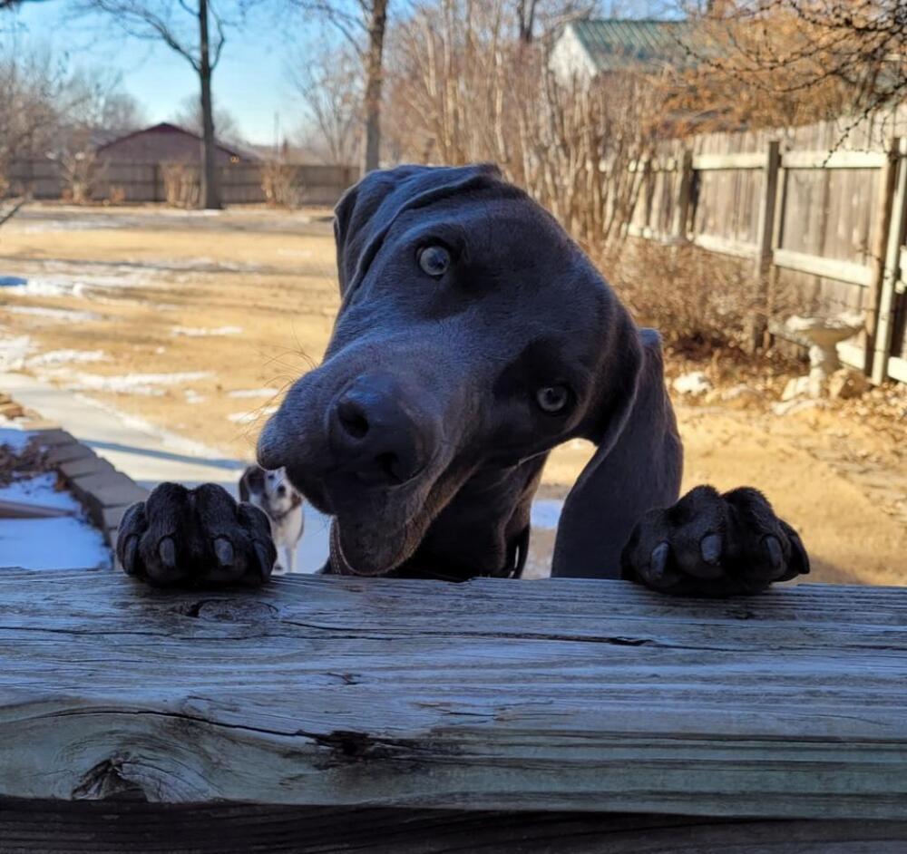 adoptable Dog in Dallas, TX named Schultz