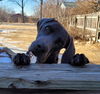 adoptable Dog in  named Schultz