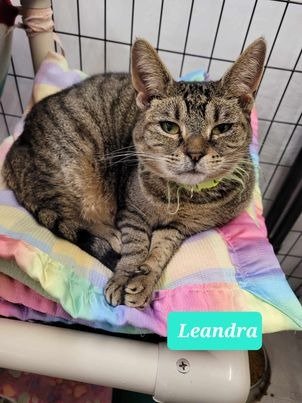 adoptable Cat in Richmond, IN named Leandra-Sponsored