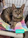 adoptable Cat in , IN named Leandra-Sponsored