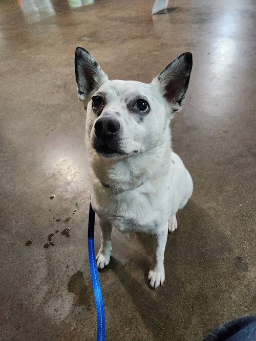 CHIP-SPONSORED - Australian Cattle Dog/Blue Heeler / Chihuahua available for adoption