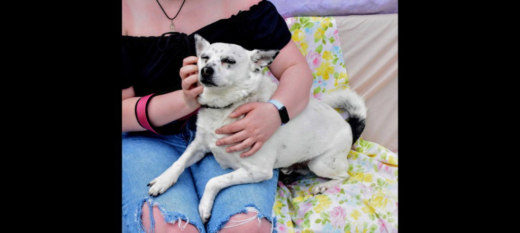 adoptable Dog in Richmond, IN named Chip-Sponsored