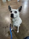 adoptable Dog in Richmond, IN named Chip-Sponsored