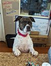adoptable Dog in richmond, IN named Pepper-Sponsored