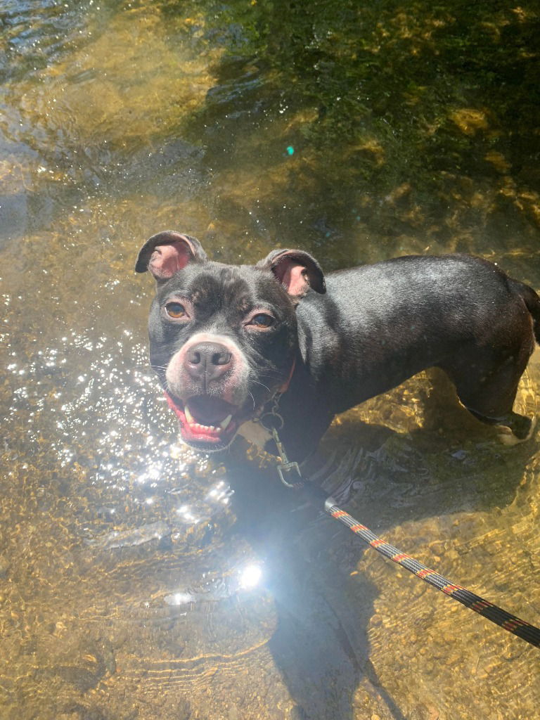 adoptable Dog in Richmond, IN named Gamble-Sponsored