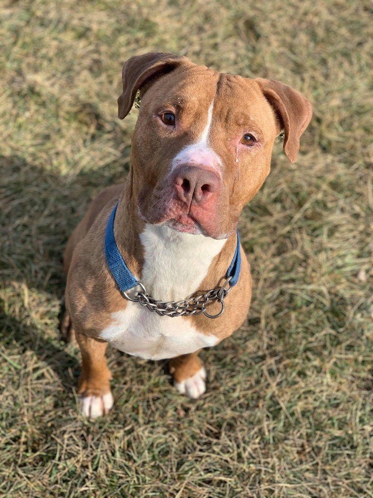 adoptable Dog in Richmond, IN named Tyson - Sponsored