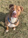 adoptable Dog in richmond, IN named Tyson - Sponsored