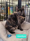 adoptable Cat in Richmond, IN named Any Cat - Fee Varies