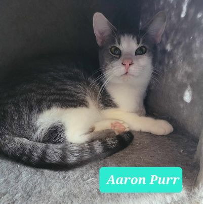 Any Cat - Fee Varies