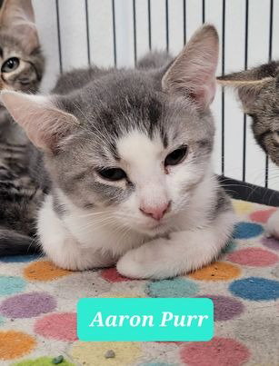 Any Cat - Fee Varies