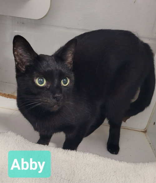 picture of the cat needing adoption