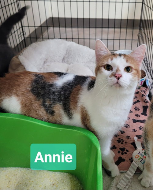 picture of the cat needing adoption