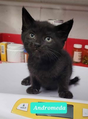 adoptable Cat in Richmond, IN named Any Cat - Fee Varies